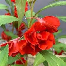 Red Sementes Flower Seeds for Planting – Heirloom, Non-GMO, Easy to Grow Organic Garden Seeds