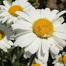 White Leucanthemum Flower Seeds for Planting – Heirloom, Non-GMO, High Germination Organic Garden Seeds
