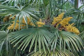 Heirloom Trachycarpus Flower Seeds for Planting – Seasonal Bloomer, Non-GMO, High Germination Organic Garden Seeds