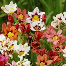 White Sparaxis Tricolor Flower Seeds for Planting – Heirloom, Non-GMO, High Germination Organic Garden Seeds