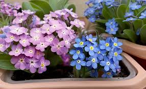 Myosotis Flower Seeds for Planting – Heirloom, Non-GMO, High Germination Organic Garden Seeds
