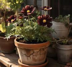 Geranium Flower Seeds for Planting Green – Sun Loving, Heirloom & Non-GMO, High Germination Organic Garden Seeds