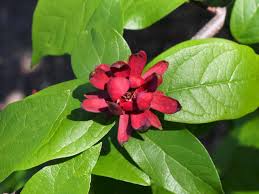 Red Carolina Allspice Flower Seeds for Planting | Heirloom Non-GMO High Germination