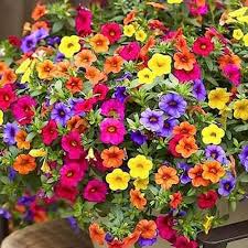 Flower Seeds, Seeds,Seeds For Planting,Plant Seeds