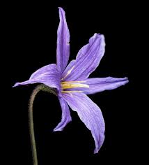 Xerophyta Viscosa Flower Seeds for Planting – Drought Tolerant, Heirloom & Non-GMO Seeds