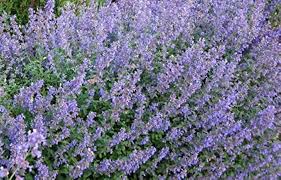 Heirloom Nepeta Flower Seeds for Planting | Non-GMO, High Germination, Organic Garden Seeds
