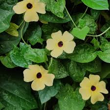 Yellow Thunbergia Flower Seeds for Planting - Heirloom, Non-GMO, High Germination Organic Garden Seeds