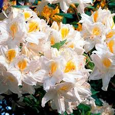 Azalea Flower Seeds for Planting – Shade Tolerant, Heirloom, Non-GMO, High Germination Seeds