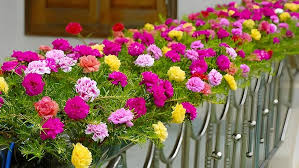 Portulaca Flower Seeds for Planting – Drought Tolerant, Heirloom, Non-GMO, High Germination Garden Seeds