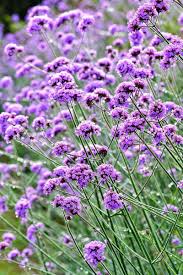 Verbena Bonariensis Flower Seeds for Planting – Heirloom, Non-GMO, High Germination Organic Garden Seeds