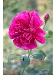 Dark Pink Rose Flower Seeds – Heirloom Non‑GMO Seeds for Planting, Pollinator Friendly High Germination Organic Garden Seeds