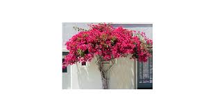 Thick Pink Bougainvillea Flower Seeds - Heirloom, Non-GMO, High Germination Organic Garden Seeds
