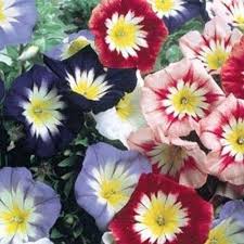 Convolvulus Flower Seeds for Planting – Heirloom, Non-GMO, Organic Garden Seeds with High Germination