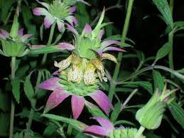 Purple Monarda Punctata Flower Seeds for Planting | Heirloom Non-GMO High Germination Organic Garden Seeds