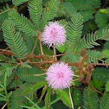 Pink Mimosa Pudica Seeds for Planting – Hardy Variety, Heirloom, Non-GMO Organic Garden Seeds