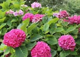 Baby Pink Hydrangea Flower Seeds for Planting – Heirloom, Non-GMO, High Germination Organic Garden Seeds