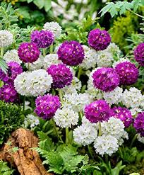 Heirloom Denticulata Flower Seeds – Non-GMO, High Germination Organic Garden Seeds