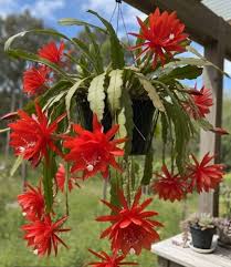 Red Nopalxochia Flower Seeds 100 pcs – Heirloom, Non-GMO, High Germination Seeds for Planting in Organic Gardens
