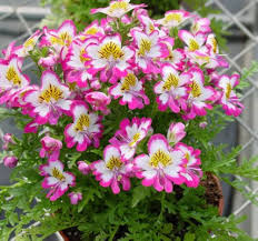 Schizanthus Flower Seeds for Planting – Cut Flower Favorite, Heirloom, Non-GMO, High Germination Organic Garden Seeds