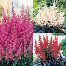 Astilbe Flower Seeds for Planting – Hardy Variety Heirloom Non-GMO High Germination Organic Garden Seeds