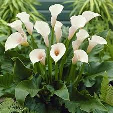 Calla Flower Seeds for Planting – Drought Tolerant, Heirloom, Non-GMO, High Germination Organic Garden Seeds