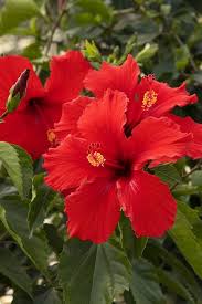 Red Hibiscus Flower Seeds for Planting – Vibrant Colors, Heirloom, Non-GMO, High Germination Organic Garden Seeds