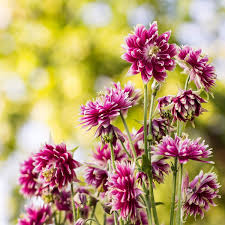 Nora Barlow Flower Seeds for Planting – Heirloom, Non-GMO, High Germination Organic Garden Seeds