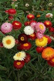 Helichrysum Flower Seeds for Planting – Perfect for Borders Heirloom Non-GMO Organic Garden Seeds