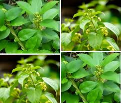 Gymnema Inodorum Flower Seeds for Planting – Fragrant Blossoms, Heirloom & Non-GMO Seeds