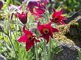 Pasque Flower Seeds for Planting – Pollinator Friendly, Heirloom Non-GMO High Germination Organic Garden Seeds