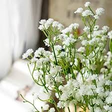 Gypsophila Flower Seeds for Planting – Heirloom, Non-GMO, Shade-Tolerant Organic Garden Seeds