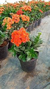 Kalanchoe Flower Seeds for Planting – Heirloom, Non-GMO, Bright Blooms Organic Garden Seeds