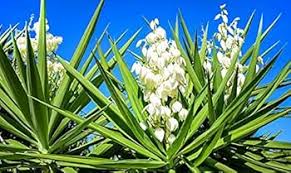 White Yucca Filamentosa Flower Seeds for Planting – Colorful Display Heirloom, Non-GMO, High Germination Garden Seeds