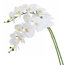 Phalaenopsis Orchid Flower Seeds for Planting – Heirloom, Non-GMO, Bright Bloom Organic Garden Seeds