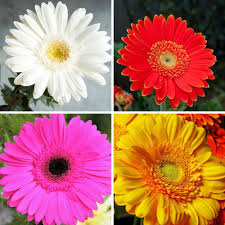 Mix Gerbera Flower Seeds for Planting – Wildflower Mix, Heirloom & Non-GMO, High Germination