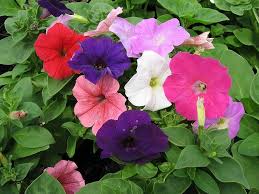Heirloom Petunia Bordeaux Flower Seeds for Planting – Non-GMO, Drought Tolerant Organic Garden Seeds