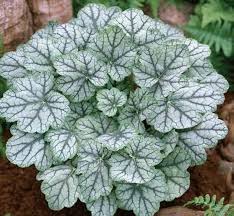 Mixed Heuchera Coral Flower Seeds for Planting – Perfect for Borders, Heirloom, Non-GMO, High Germination
