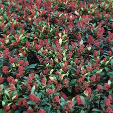 Skimmia Flower Seeds for Planting – Long Bloom Season, Heirloom, Non-GMO, High Germination Garden Seeds