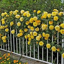 Yellow White Climbing Rose Flower Seeds for Planting – Heirloom, Non-GMO, High Germination Organic Garden Seeds