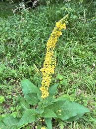 Heirloom Agrimony Flower Seeds for Planting – Colorful Display, Non-GMO, High Germination Organic Garden Seeds