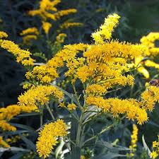 Solidago Canadensis Flower Seeds – Heirloom, Non-GMO, High Germination Organic Garden Seeds