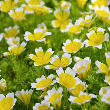 Limnanthes Flower Seeds for Planting – Heirloom, Non-GMO, High Germination Organic Garden Seeds