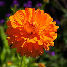 Red Calendula Flower Seeds for Planting – Heirloom Non-GMO High Germination Organic Garden Seeds