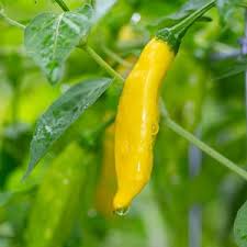 Vegetable Seeds,Garden seeds, Seeds For Planting,Plant Seeds