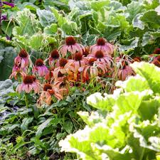 Echinacea Lustre Flower Seeds – Heirloom, Non-GMO, Sun-Loving Organic Garden Seeds for Planting
