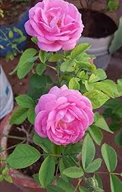 Pale Pink Rose Flower Seeds for Planting – Heirloom, Non-GMO, Long Bloom Season, High Germination