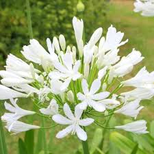 Agapanthus Africanus Flower Seeds for Planting – Heirloom, Non-GMO, High Germination