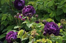Light Purple Climbing Rose Flower Seeds for Planting – Premium Heirloom, Non-GMO Seeds for Home Garden