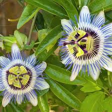 Colinvauxii Passion Flower Seeds for Planting – Heirloom, Non-GMO, Colorful Display Organic Garden Seeds
