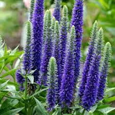 Veronica Flower seeds for Planting – Shade Tolerant, Heirloom &amp; GMO Free Seeds for Home Garden, High Germination